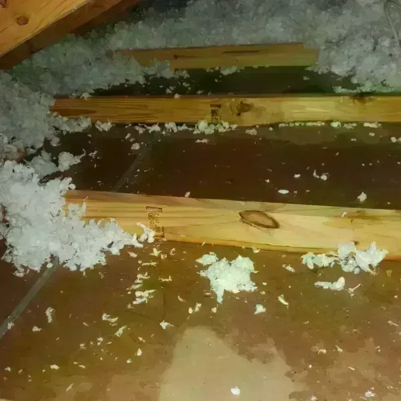 Attic Water Damage in Port Richey, FL