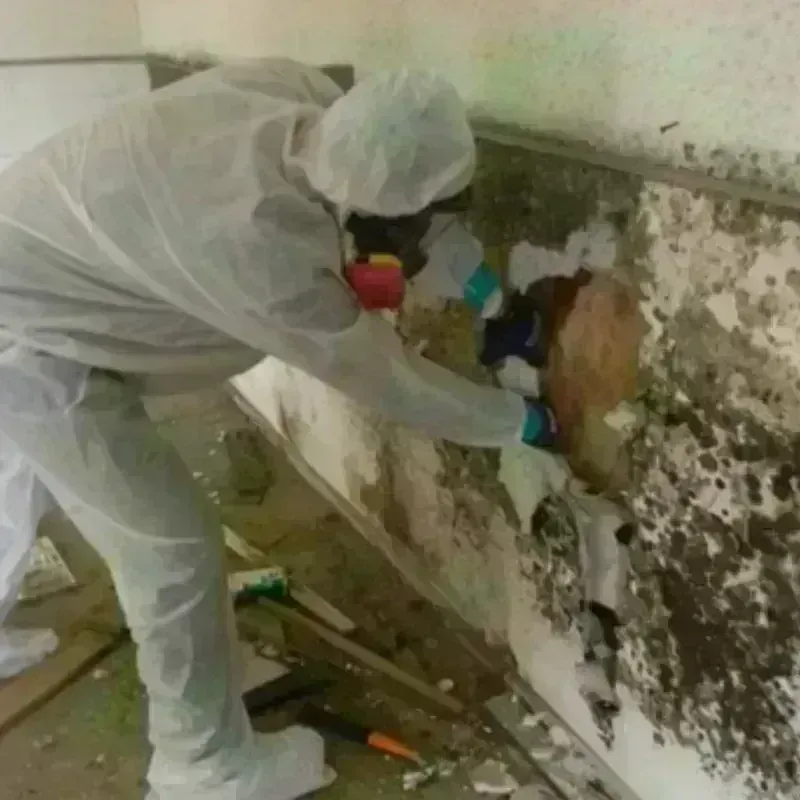 Mold Remediation and Removal in Port Richey, FL